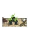 Achillée Ptarmique Boule De Neige/lot De 3 Godets -VIDA Plantes Magasin 63f4efc8542951.82139621