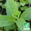 Menthe De Yakima Bio/lot De 5 Godets -VIDA Plantes Magasin 63f4efc96cff85.12799625
