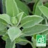 Sauge Officinale Bio/lot De 5 Godets -VIDA Plantes Magasin 63f4efca7e6dc2.42129577