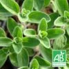Origan Marjolaine Bio/lot De 9 Godets 2 Origan Marjolaine Bio/lot De 9 Godets -VIDA Plantes Magasin 63f4efcb8d34c1.92037890