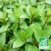 Menthe Suisse Bio/lot De 3 Godets -VIDA Plantes Magasin 63f4efcef38454.27394775