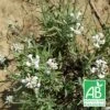 Lavande Angustifolia Alba Bio/lot De 9 Godets -VIDA Plantes Magasin 63f4efda69a750.51825908