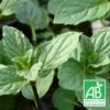 Menthe Réglisse Bio/lot De 3 Godets -VIDA Plantes Magasin 63f4efdb8df513.72942179