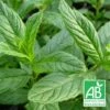 Menthe Verte Bio/lot De 3 Godets 1 Menthe Verte Bio/lot De 3 Godets -VIDA Plantes Magasin 63f4efe0285232.93361767