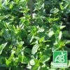 Menthe Bergamote Bio/lot De 5 Godets -VIDA Plantes Magasin 63f4f0034c0274.09000900