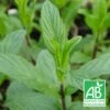 Menthe Rouge Bio/lot De 3 Godets -VIDA Plantes Magasin 63f4f00c916882.42992621