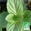 Menthe à Tiges Rouges Bio/lot De 5 Godets -VIDA Plantes Magasin 63f4f01ea43b59.93042359