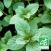 Menthe Noire Bio/lot De 5 Godets -VIDA Plantes Magasin 63f4f0225762f4.45405812