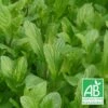 Menthe Du Canada Bio/lot De 9 Godets -VIDA Plantes Magasin 63f4f03ac66046.20535509