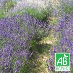 Lavandin Grosso Bio/lot De 3 Godets