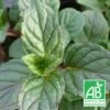 Menthe Agnes Bio/lot De 3 Godets -VIDA Plantes Magasin 63f4f04d4312f5.86668662