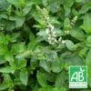 Menthe De Malaygues Bio/lot De 9 Godets -VIDA Plantes Magasin 63f4f057058ce9.11440839