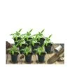 Achillée Tomenteuse Aurea/lot De 9 Godets -VIDA Plantes Magasin 63f4f05923ef80.73173262