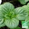 Menthe Aquatique Bio/lot De 5 Godets -VIDA Plantes Magasin 63f4f067537e47.82784403