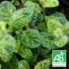 Menthe Calixte Bio/lot De 3 Godets -VIDA Plantes Magasin 63f4f195cb7fa1.19922307