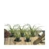 Ciboule Fistulosum/lot De 5 Godets -VIDA Plantes Magasin 63f4f197575a67.50219210
