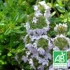 Thym Luisant Nitens Bio/lot De 3 Godets -VIDA Plantes Magasin 63f4f19a0abbd6.79464071