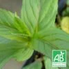 Menthe Orange Bio/lot De 3 Godets -VIDA Plantes Magasin 63f4f19dd9ef96.49215779