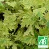Armoise Commune Panachée Bio/lot De 3 Godets -VIDA Plantes Magasin 63f4f19f2cc707.64490466