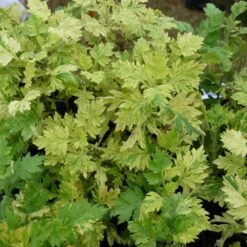 Armoise Commune Panachée Bio/lot De 3 Godets -VIDA Plantes Magasin 63f4f19f3d5a15.86502739