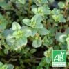 Thym Pouliot Bio/lot De 9 Godets -VIDA Plantes Magasin 63f4f1ba001b54.84191286