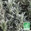 Lavande X Intermedia Super Bio/lot De 3 Godets -VIDA Plantes Magasin 63f4f1c7261f63.33024152