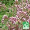Origan Vulgare Bio/lot De 9 Godets -VIDA Plantes Magasin 63f4f1ce9c97f4.77326688