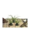 Ciboule Fistulosum/lot De 3 Godets -VIDA Plantes Magasin 63f4f1d4c82941.85926842
