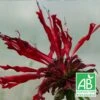 Monarde Jacob Cline Bio/lot De 5 Godets -VIDA Plantes Magasin 63f4f1e1e2ece1.16490613