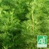 Aurone Abrotanum Bio/lot De 9 Godets -VIDA Plantes Magasin 63f4f1e30f46f3.84455662