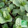 Menthe Russe Bio/lot De 9 Godets 1 Menthe Russe Bio/lot De 9 Godets -VIDA Plantes Magasin 63f4f1e6cd67d7.98835554