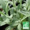 Sauge à Feuilles De Lavande Roquefure Bio/lot De 3 Godets -VIDA Plantes Magasin 63f4f1ef66ff68.54321042