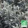 Lavande X Intermedia Dutch Lavander Bio/lot De 9 Godets -VIDA Plantes Magasin 63f4f1f9a6ea15.50461498