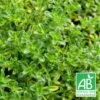 Thym Serpolet Serpyllum Blanc Bio/lot De 3 Godets -VIDA Plantes Magasin 63f4f20baf3d47.75299935
