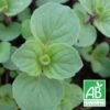 Menthe Gingembre Bio/lot De 9 Godets -VIDA Plantes Magasin 63f4f2170eb728.15818872