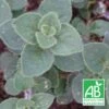 Origan Hot And Spicy Bio/lot De 9 Godets -VIDA Plantes Magasin 63f4f24a159023.14894783