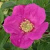 Rosier Arbustif X Rugosa Hansa/pot De 4l - 20/40 Cm -VIDA Plantes Magasin 63f60761209933.09876048
