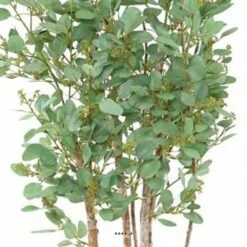 Joli Faux Eucalyptus En Pot H 160 Cm Feuillage Tissu Vert -VIDA Plantes Magasin 63f608085cafe7.15719631