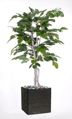 Figuier Des Banyans Artificiel 180 Cm -VIDA Plantes Magasin 63f6080d6f8413.78538254