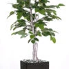 Figuier Des Banyans Artificiel 180 Cm -VIDA Plantes Magasin 63f6080d72f0e1.52888770
