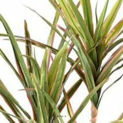 Dracaena Artificiel 3 Troncs En Pot H 190 Cm Vert-rose - Choisissez Votre Hauteu -VIDA Plantes Magasin 63f6080eed8fa5.04248027