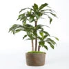 Dracaena Artificiel Fragrans 3 Troncs En Pot H 120 Cm Vert D 60 Cm - Choisissez -VIDA Plantes Magasin 63f608106520c1.57989891