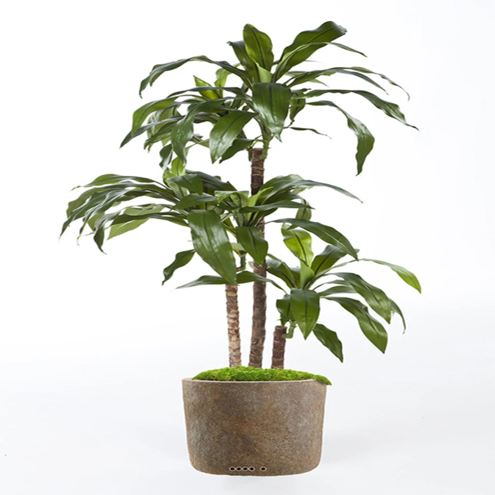 Dracaena Artificiel Fragrans 3 Troncs En Pot H 120 Cm Vert D 60 Cm - Choisissez 3 Dracaena Artificiel Fragrans 3 Troncs En Pot H 120 Cm Vert D 60 Cm - Choisissez