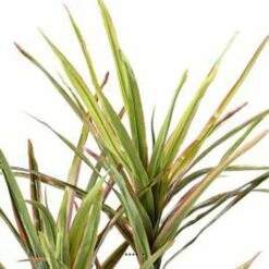 Dracaena Artificiel 3 Troncs En Pot H 140 Cm Vert-rose - Choisissez Votre Hauteu -VIDA Plantes Magasin 63f60813341f08.51363090