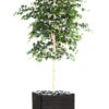Bouleau Artificiel En Pot, H 210 Cm, D 105 Cm, Feuillage Vert -VIDA Plantes Magasin 63f608186d0335.96070708