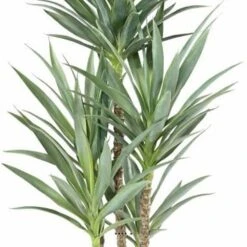 Yucca Artificiel Multitroncs En Pot H 150 Cm Feuillage Plastique -VIDA Plantes Magasin 63f6081fa7ec67.28473252