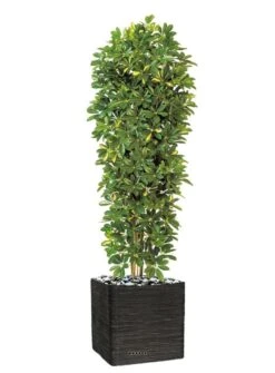 Schefflera Artificiel En Colonne En Pot H 195 Cm Vert-jaune -VIDA Plantes Magasin 63f608216a0e34.06117186