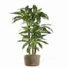 Dracaena Artificiel Fragrans 3 Troncs En Pot H 150 Cm Blanc-vert D 70 Cm - Chois -VIDA Plantes Magasin 63f60824906d64.59072897