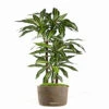 Dracaena Artificiel Fragrans 3 Troncs En Pot H 120 Cm Blanc-vert D 60cm - Choisi -VIDA Plantes Magasin 63f6082c0dd777.12904930