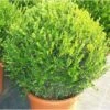 Buxus Microphylla 'faulkner' (buis Commun ) - Taille Pot De 7 Litres ? 80/100 Cm -VIDA Plantes Magasin 63fca30f8e6e40.62452935